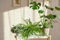 Green houseplants fittonia, nephrolepis and monstera in white flowerpots Royalty Free Stock Photo