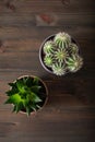 Green houseplants flat lay cactus succulent gasteria duval, parodia warasii