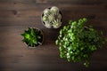 Green houseplants flat lay cactus succulent gasteria duval, parodia warasii, pilea depressa Royalty Free Stock Photo