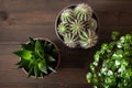 Green houseplants flat lay cactus succulent gasteria duval, parodia warasii, pilea depressa