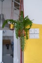 Green houseplants hanging in the living room. Blooming fern