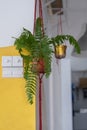 Green houseplants hanging in the living room. Blooming fern