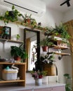 Green houseplants in the house. Greenery plant shelfie concept