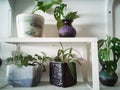 Green houseplants in the house. Greenery plant shelfie concept