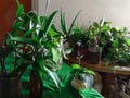 Green houseplants in the house. Greenery plant shelfie concept