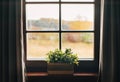 Green houseplants in the pot on the windowsill. Country house vintage window with curtains view Royalty Free Stock Photo