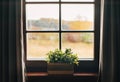 Green houseplants in the pot on the windowsill. Country house vintage window with curtains view