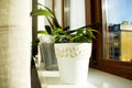 Green houseplants in white pots on a windowswill