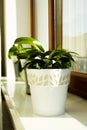 Green houseplants in white pots on a windowswill