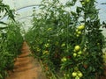 Green houses built with plastic and metal frames used for growing tomato fruit and vegetables.
