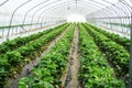 Green Houses Constructions On Strawberry Fields