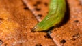 Hoverfly larva walking over old leaf, looking for food