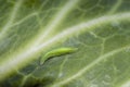A green hoverfly Syrphidae larvae on a cabbage leaf