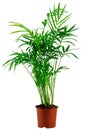 Green howea palm-tree in flowerpot Royalty Free Stock Photo