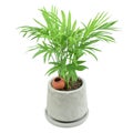 Green howea palm-tree in mortar pot.