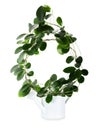 Green Hoya plant in the white watering can Royalty Free Stock Photo