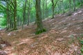 Green hues in shady beech forest on Monte Cucco Royalty Free Stock Photo