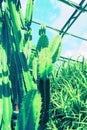 Green, huge cactus