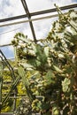 Green, huge cactus in the greenhouse