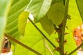 Green huge leaves of Macaranga gigantea tree, a fast growing evergreen tree native to South-East Asia. The large leaves contain bi Royalty Free Stock Photo