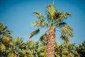 Green huge palm tree over blue sky