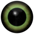 Green human eyeball with white background, black big pupil, colorized green eye Royalty Free Stock Photo