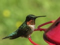 Green Humming Bird eating at Red Feeder Royalty Free Stock Photo