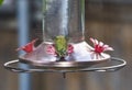 Green Hummingbird at bird feeder hovering with back toward camera Royalty Free Stock Photo