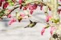 Green hummingbird bird near the flowers on blury background Royalty Free Stock Photo