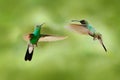 Green hummingbird from Colombia, green bird flying next to beautiful red flower, action feeding scene in green tropical forest, Royalty Free Stock Photo