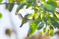 Green hummingbird feeding on nectar