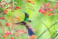 Green hummingbird feeding on red flowers in a garden Royalty Free Stock Photo