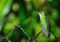 Green Hummingbird on the fence