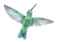 A green hummingbird flies up with spread wings. Tropical exotic bird. Watercolor illustration. Isolated on a white