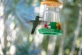 Green hummingbird flying and drinking from a flower drinker - Ilhabela, Sao Paulo, Brazil Royalty Free Stock Photo