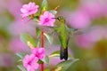 Green hummingbird Green-crowned Brilliant, Heliodoxa jacula, near pink bloom with pink flower background in Costa Rica. Action fly Royalty Free Stock Photo