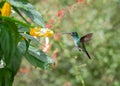 Green hummingbird hovering next to an exotic yellow flower