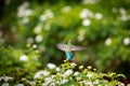 Going up to the flowers. Royalty Free Stock Photo