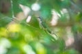 Green hummingbird pirched on a tree in a wild Royalty Free Stock Photo