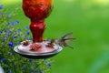 Green Hummingbird at red feeder with green background Royalty Free Stock Photo