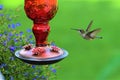 Green Hummingbird at red feeder with green background Royalty Free Stock Photo