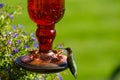 Green Hummingbird at red feeder with green background Royalty Free Stock Photo