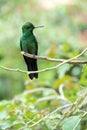 Green Hummingbird at Waterfall Park