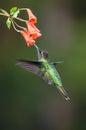 Green hummingbird Violet Sabrewing flying next to beautiful red flower. Tinny bird fly in jungle. Wildlife in tropic Costa Rica.