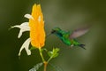 Green Hummingbird with yellow flower. Western Emerald, Chlorostilbon melanorhynchus, hummingbird in the Colombia tropic forest, bl