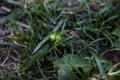 Green huntsman spider