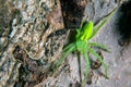 Green huntsman spider