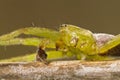 Green huntsman spider (Micrommata virescens)