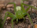 The green huntsman spider Micrommata virescens on ground