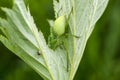 Green huntsman spider on leaf in field